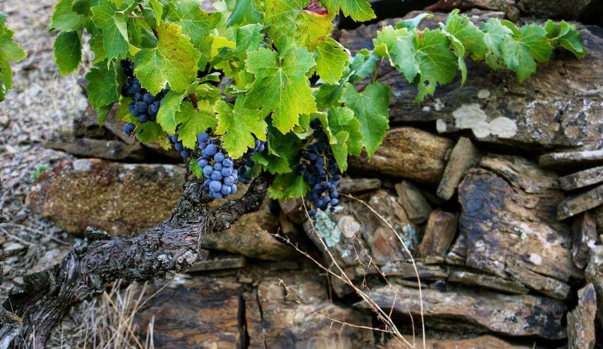 Llicorella Mas Doix Priorat