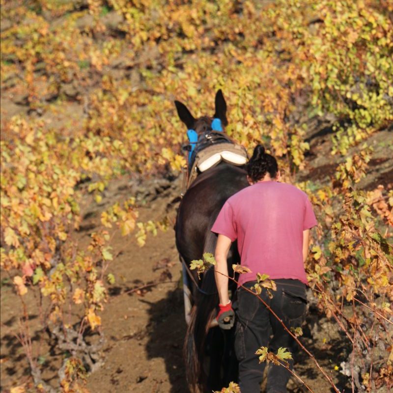 7528c3f2-8d1d-4351-b873-1e4010a603bb